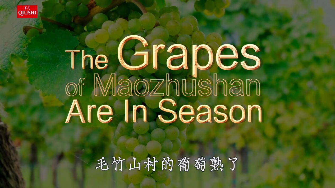 The Grapes of Maozhushan Are in Season